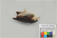 藏品(綠繡眼)的圖片